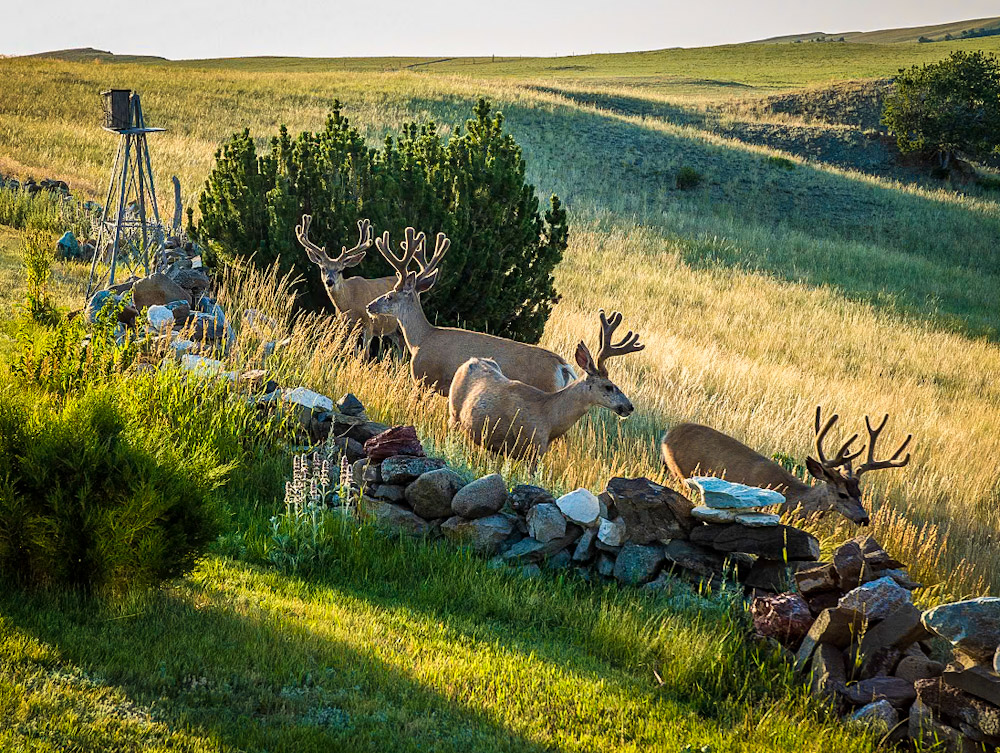 The Shepherd's Retreat